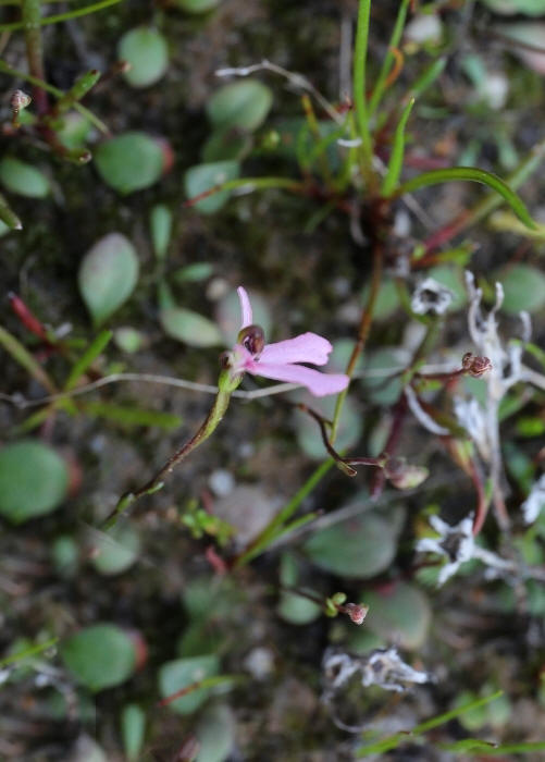 Western Australian Plants Stylidiaceae